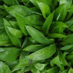 Cremige Blumenkohl-Cashew-Pasta