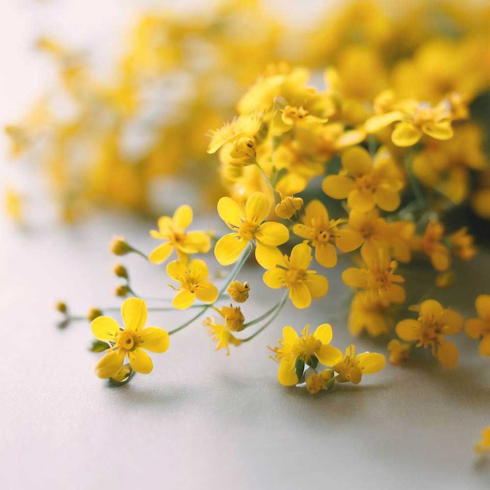 Zarte gelbe Blüten auf einem hellen Hintergrund für den Blogbeitrag 10 Sofort-Tipps bei Angst.